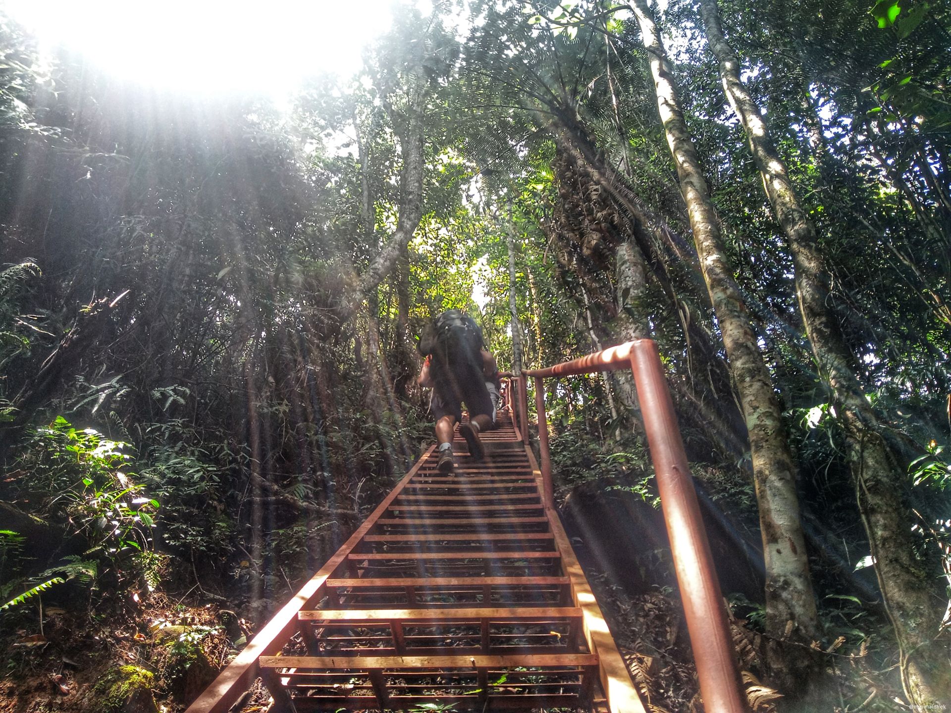 a staircase leading through a lush, green forest on Mt. Kitanglad